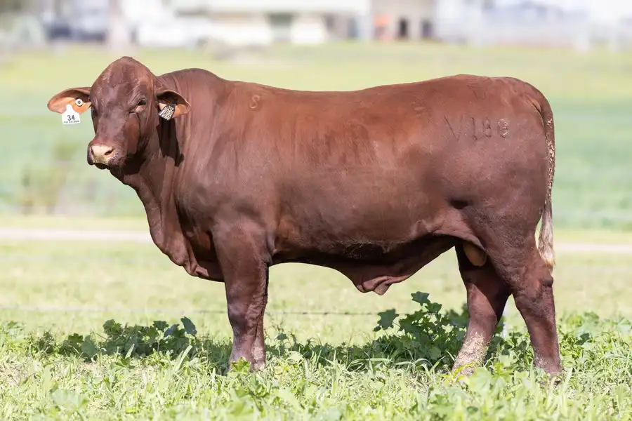 2026 Yulgilbar Annual Production Sale Lot 34