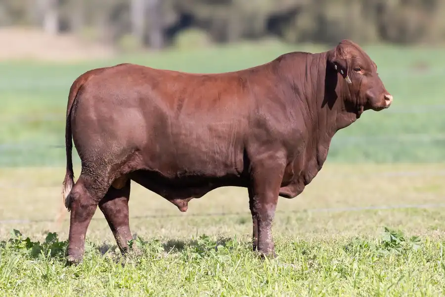 2026 Yulgilbar Annual Production Sale Lot 35