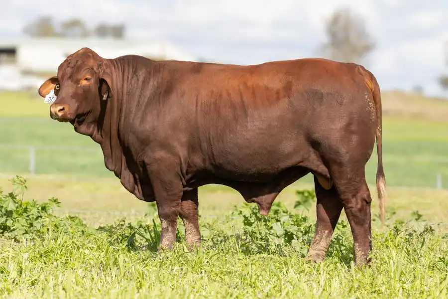 2026 Yulgilbar Annual Production Sale Lot 37