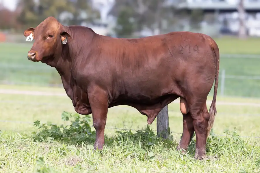 2026 Yulgilbar Annual Production Sale Lot 38