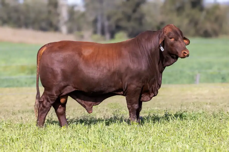 2026 Yulgilbar Annual Production Sale Lot 39