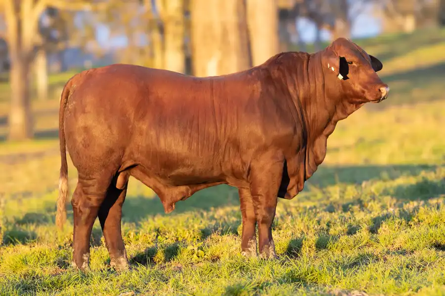 2026 Yulgilbar Annual Production Sale Lot 4