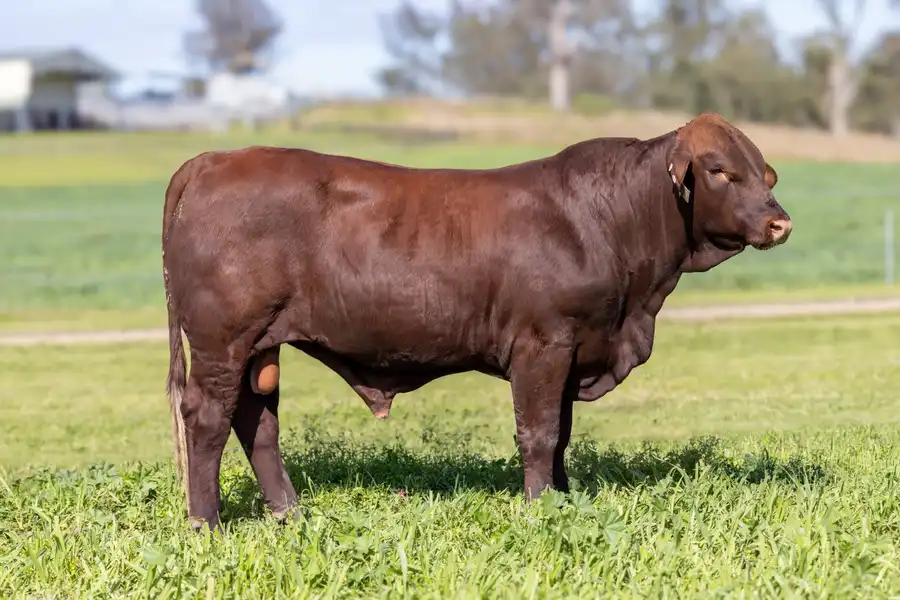 2026 Yulgilbar Annual Production Sale Lot 40