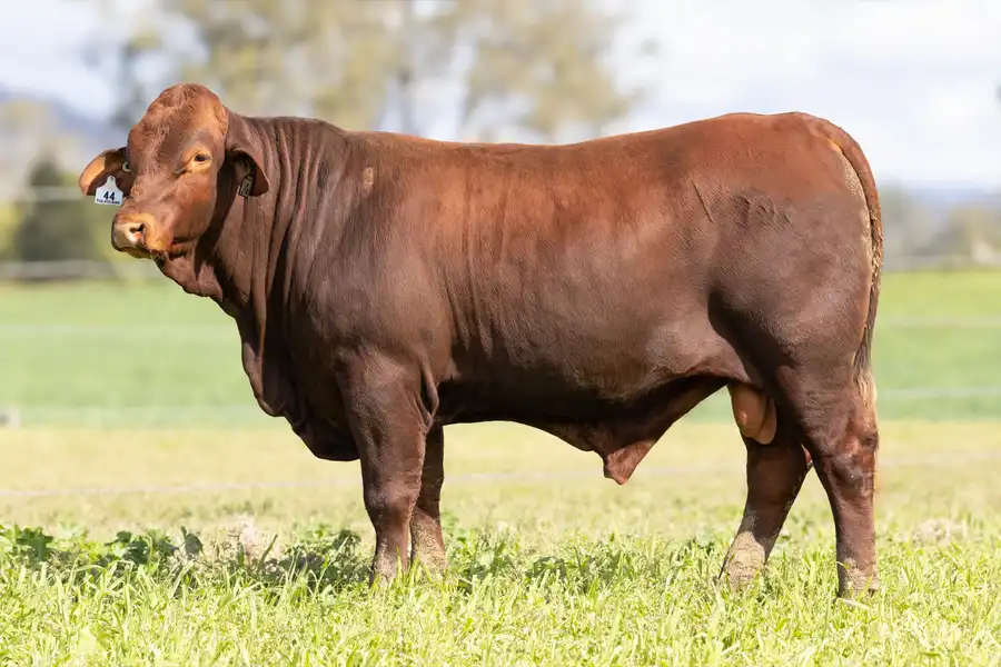 2026 Yulgilbar Annual Production Sale Lot 44