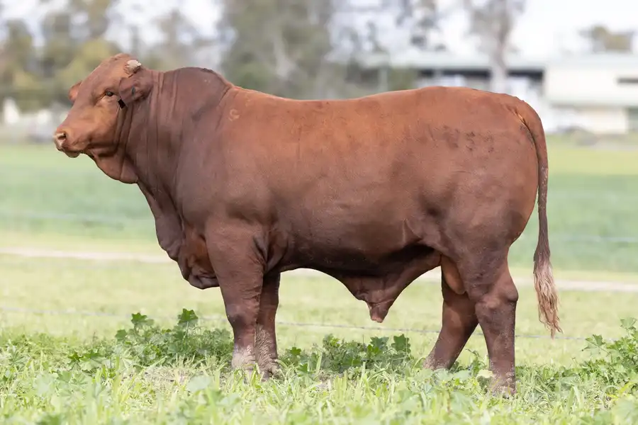 2026 Yulgilbar Annual Production Sale Lot 45