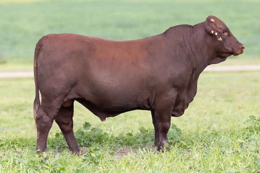 2026 Yulgilbar Annual Production Sale Lot 47