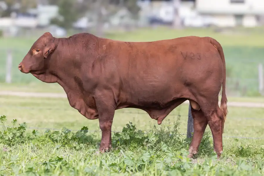 2026 Yulgilbar Annual Production Sale Lot 49