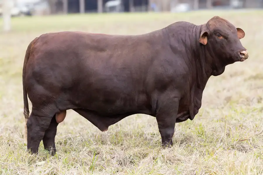 2026 Yulgilbar Annual Production Sale Lot 5