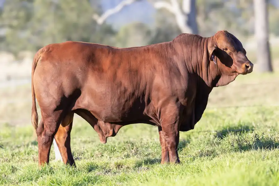 2026 Yulgilbar Annual Production Sale Lot 50