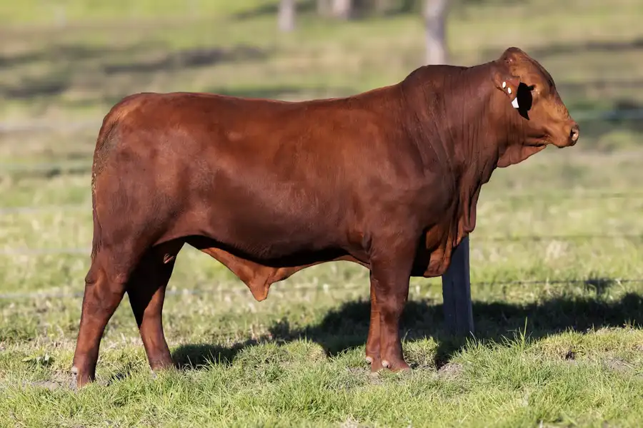 2026 Yulgilbar Annual Production Sale Lot 52