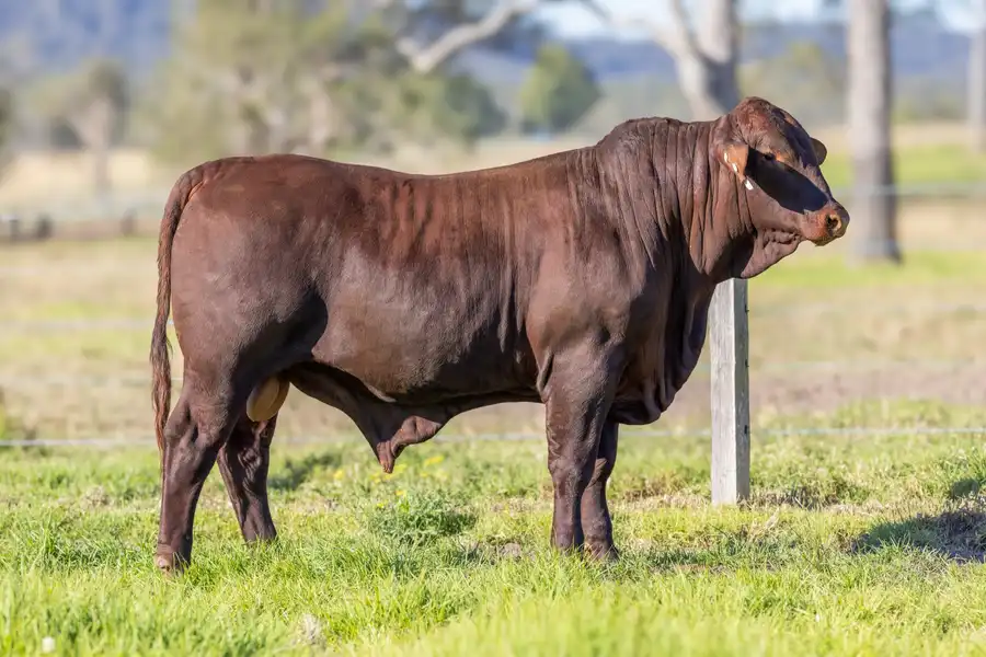 2026 Yulgilbar Annual Production Sale Lot 54