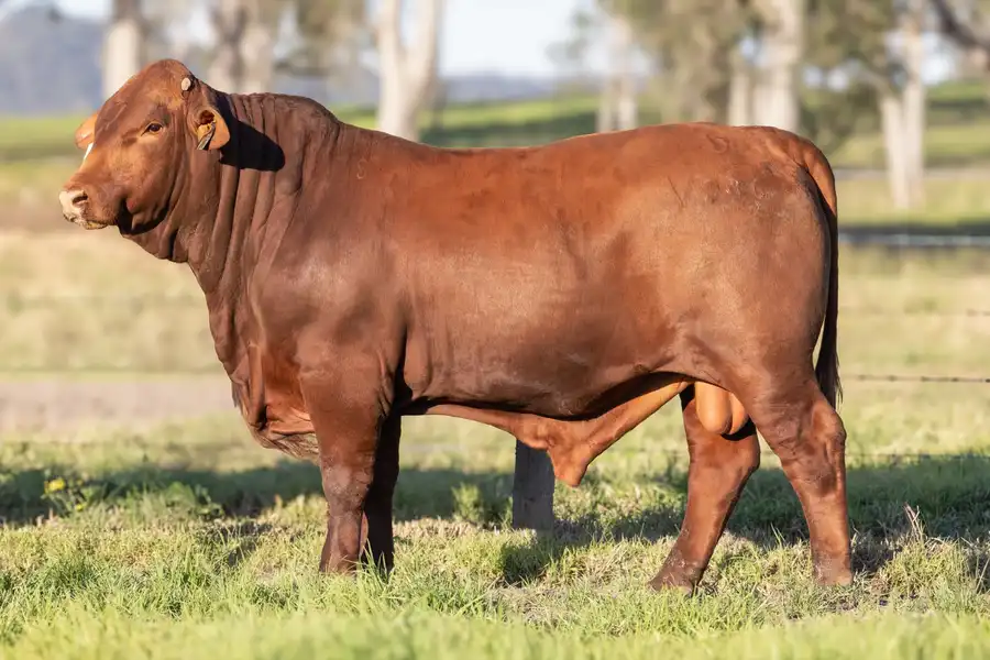 2026 Yulgilbar Annual Production Sale Lot 56