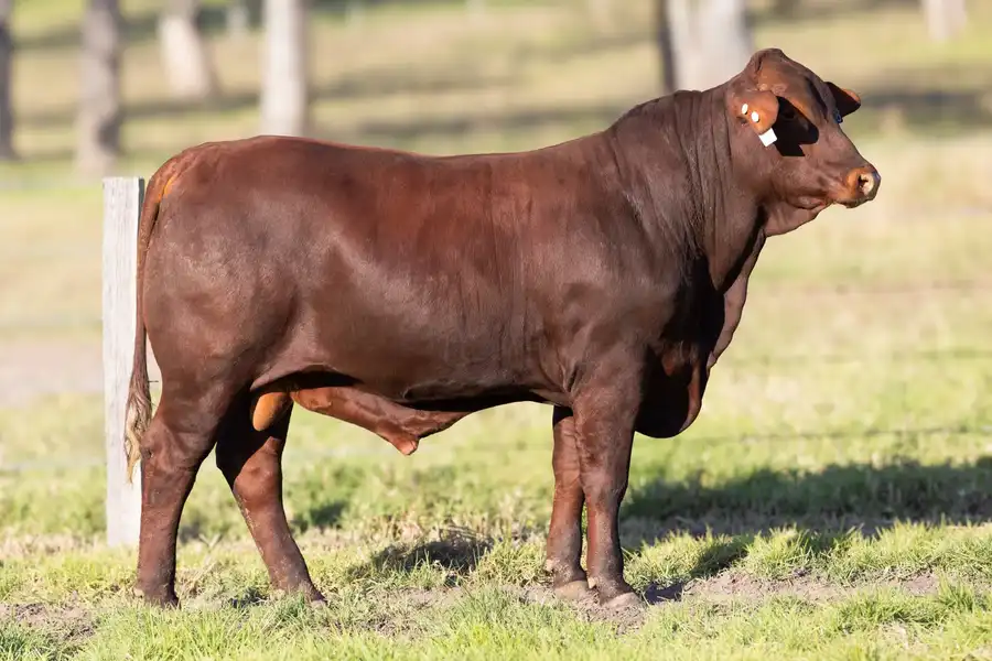 2026 Yulgilbar Annual Production Sale Lot 58