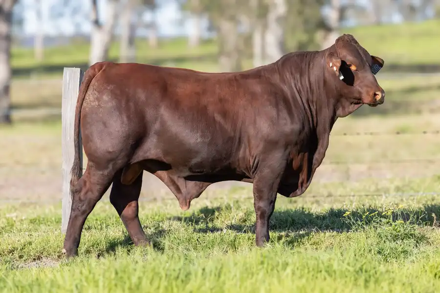 2026 Yulgilbar Annual Production Sale Lot 59