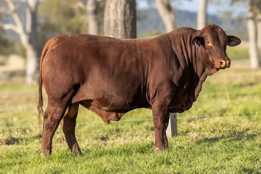 2026 Yulgilbar Annual Production Sale Lot 6