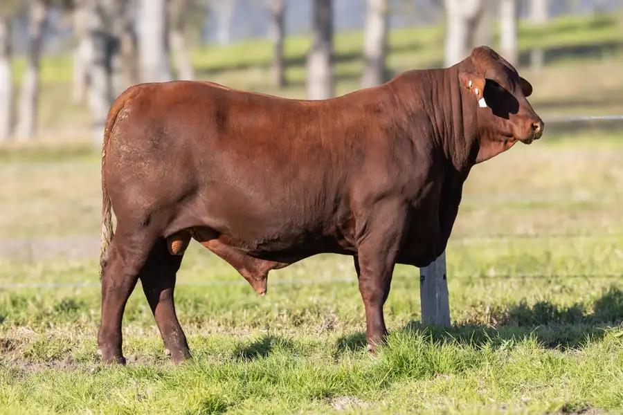 2026 Yulgilbar Annual Production Sale Lot 60