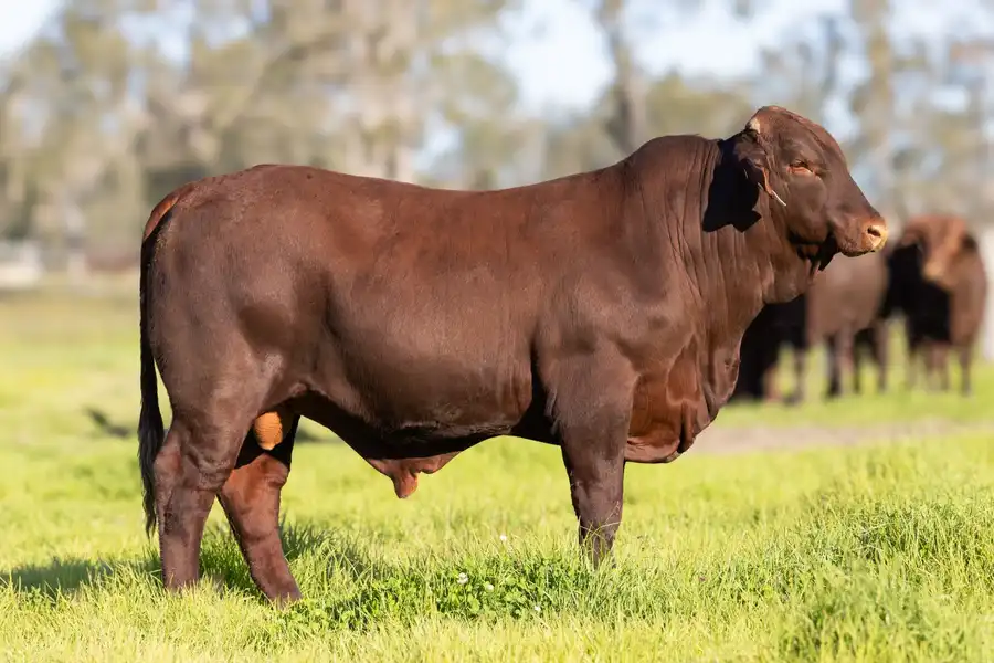 2026 Yulgilbar Annual Production Sale Lot 61