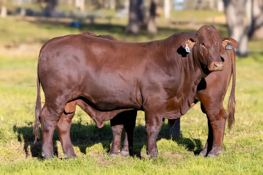 2026 Yulgilbar Annual Production Sale Lot 62