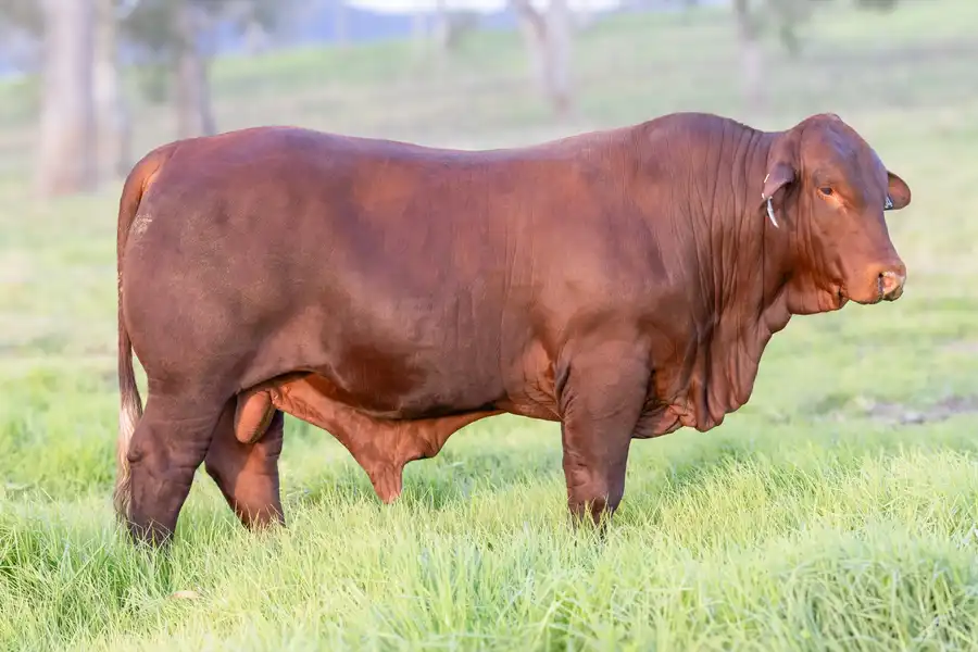 2026 Yulgilbar Annual Production Sale Lot 7