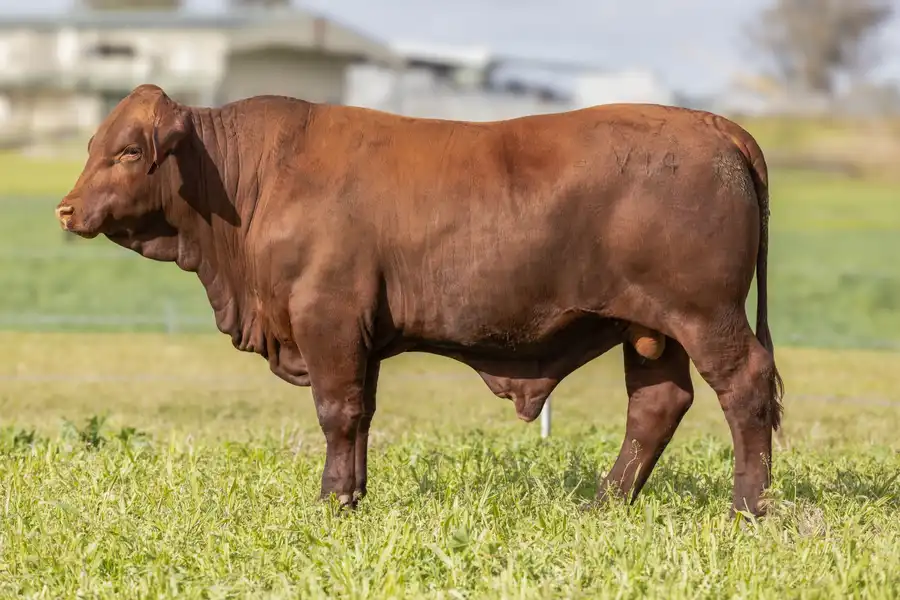 2026 Yulgilbar Annual Production Sale Lot 77