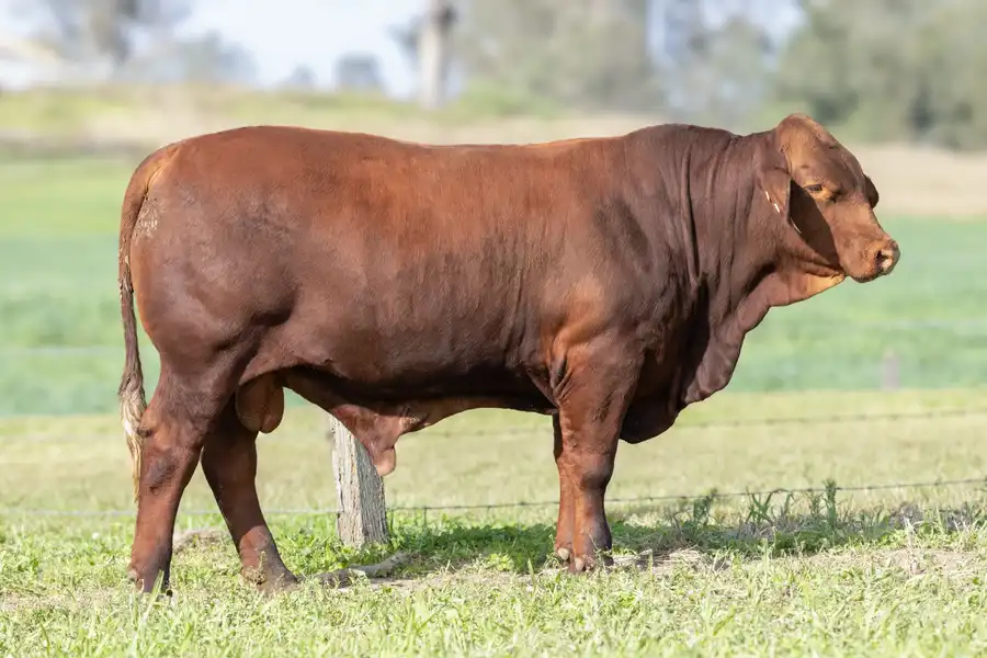 2026 Yulgilbar Annual Production Sale Lot 78