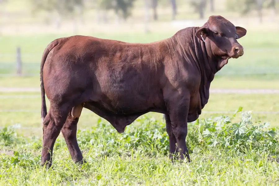 2026 Yulgilbar Annual Production Sale Lot 79