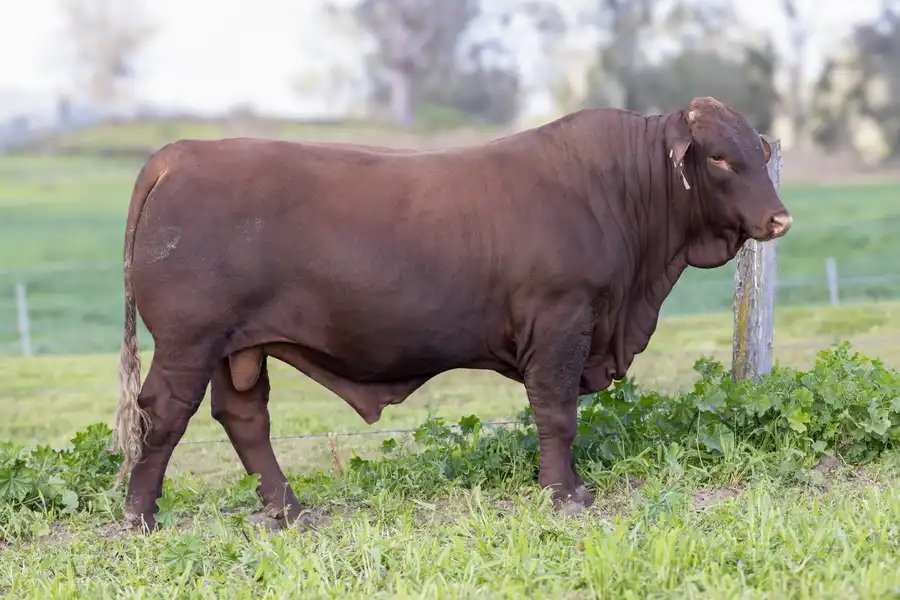 2026 Yulgilbar Annual Production Sale Lot 8