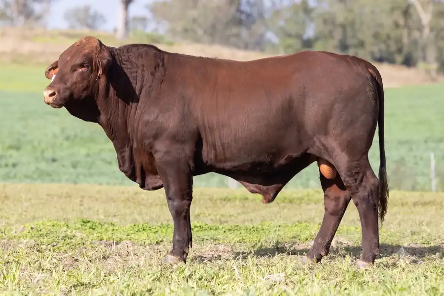 2026 Yulgilbar Annual Production Sale Lot 80