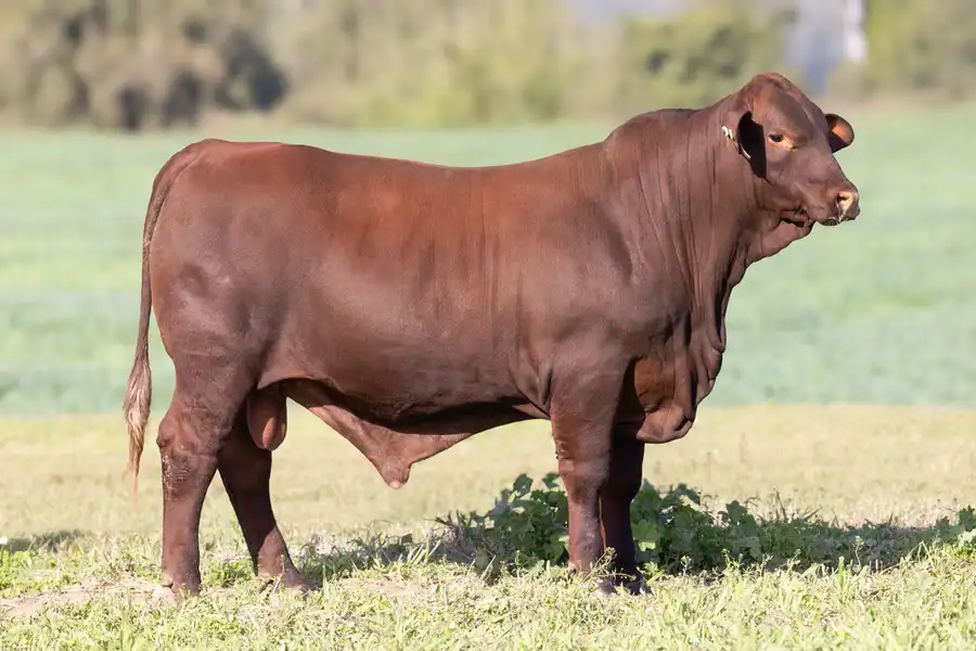 2026 Yulgilbar Annual Production Sale Lot 83