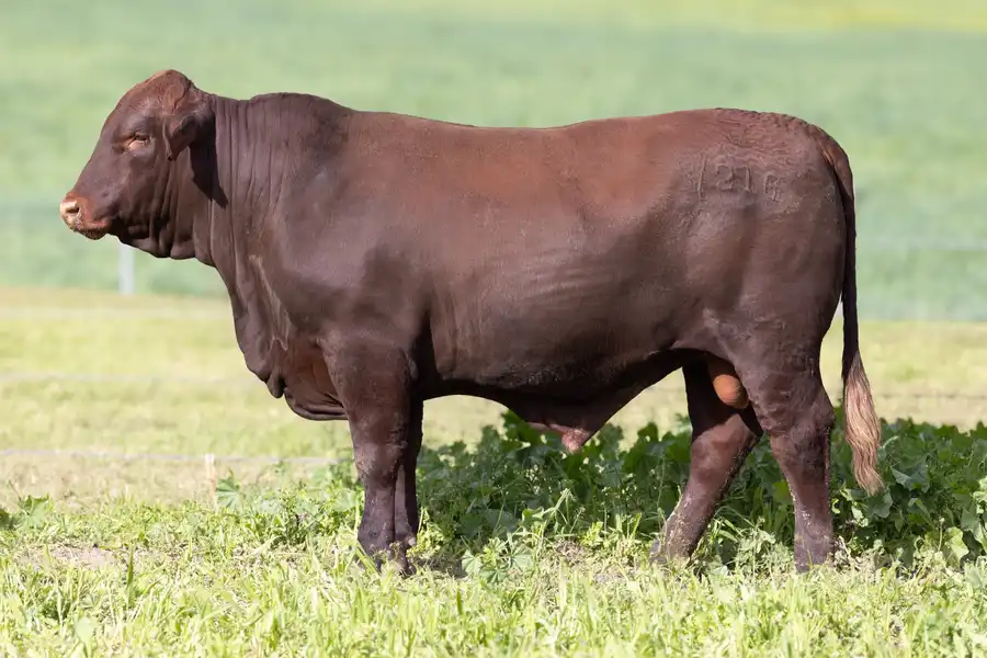 2026 Yulgilbar Annual Production Sale Lot 84