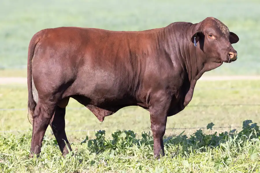 2026 Yulgilbar Annual Production Sale Lot 85