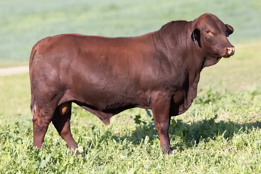 2026 Yulgilbar Annual Production Sale Lot 86