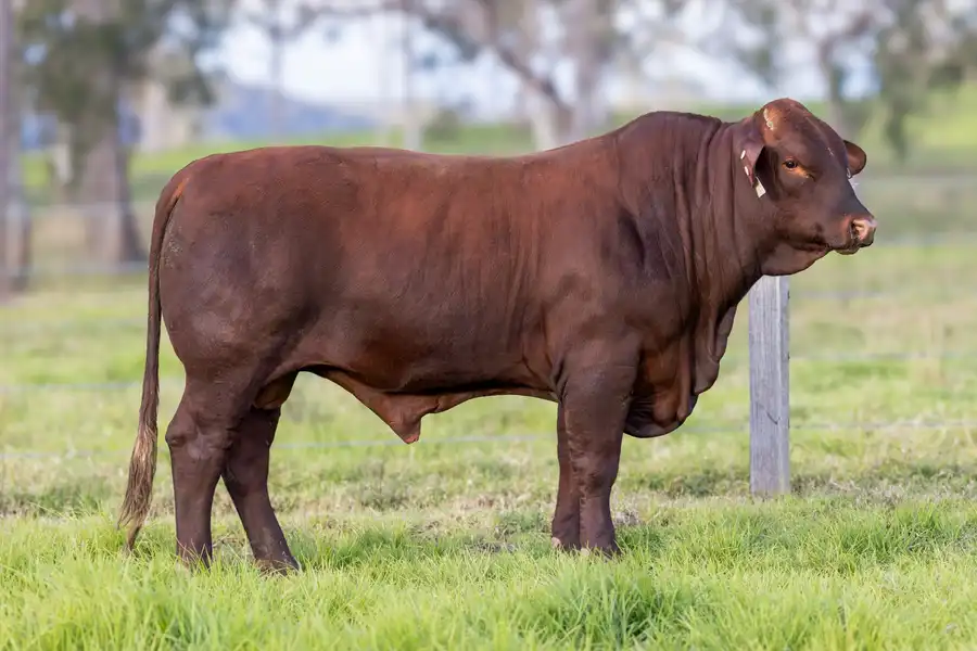 2026 Yulgilbar Annual Production Sale Lot 9