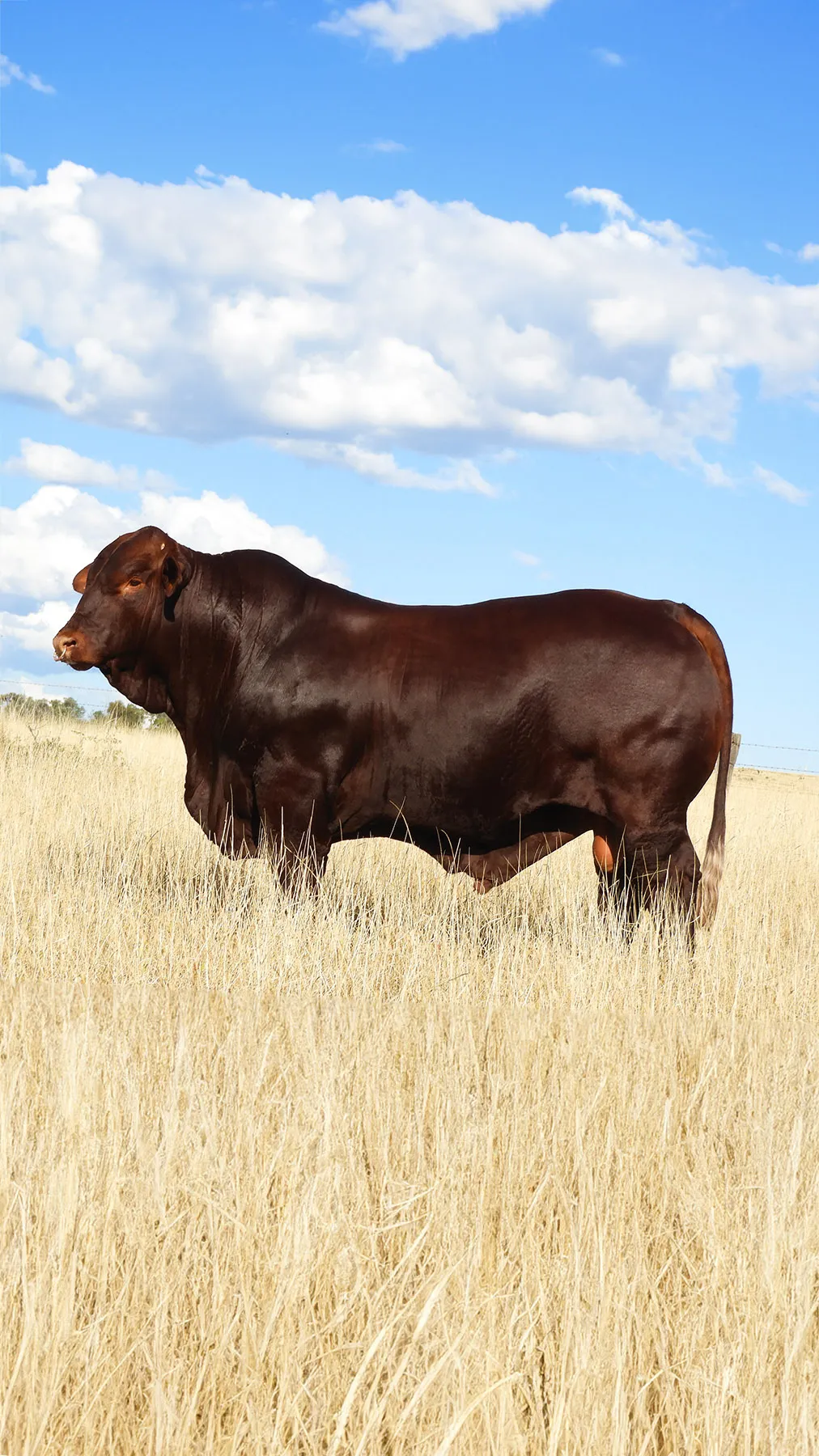 Yulgilbar sire Murgona Nightcap