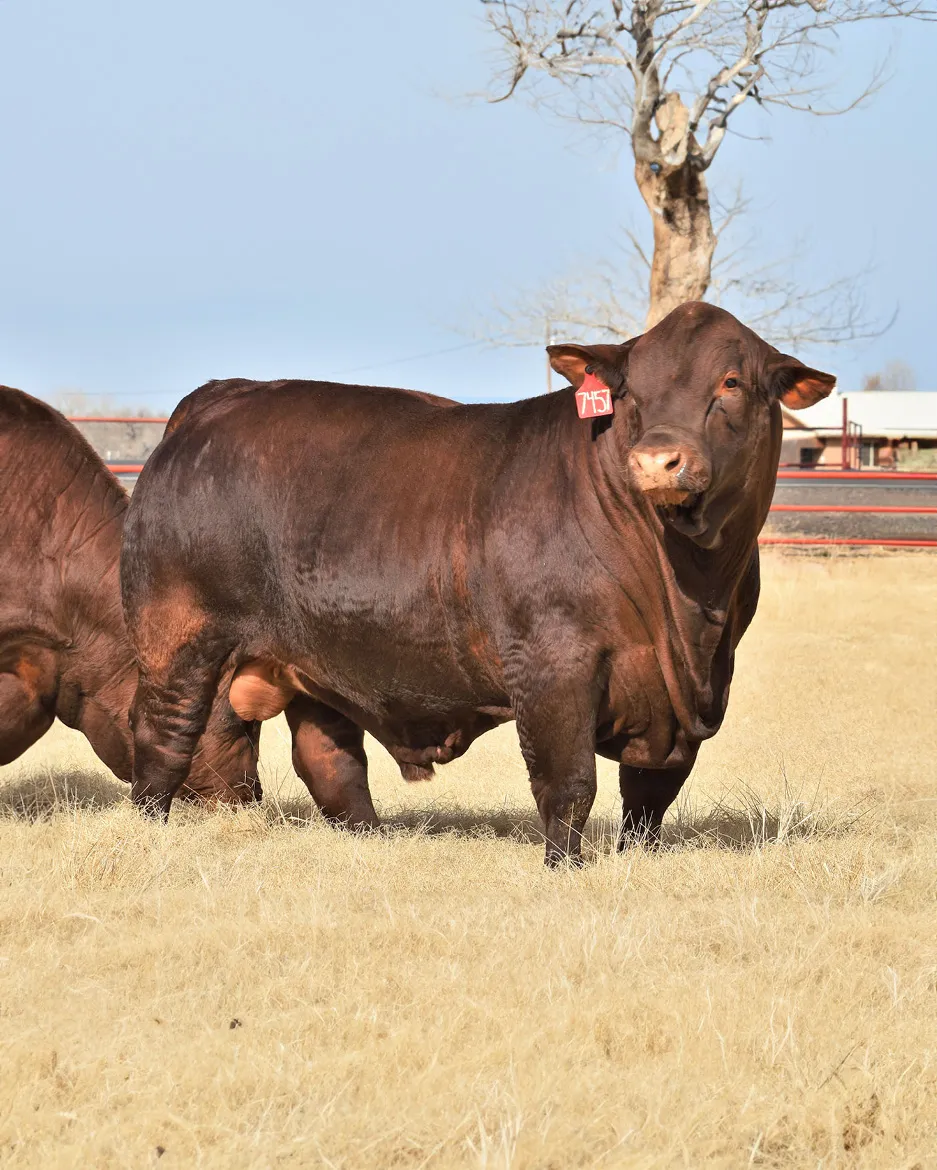 Yulgilbar sire Red Doc Never Better