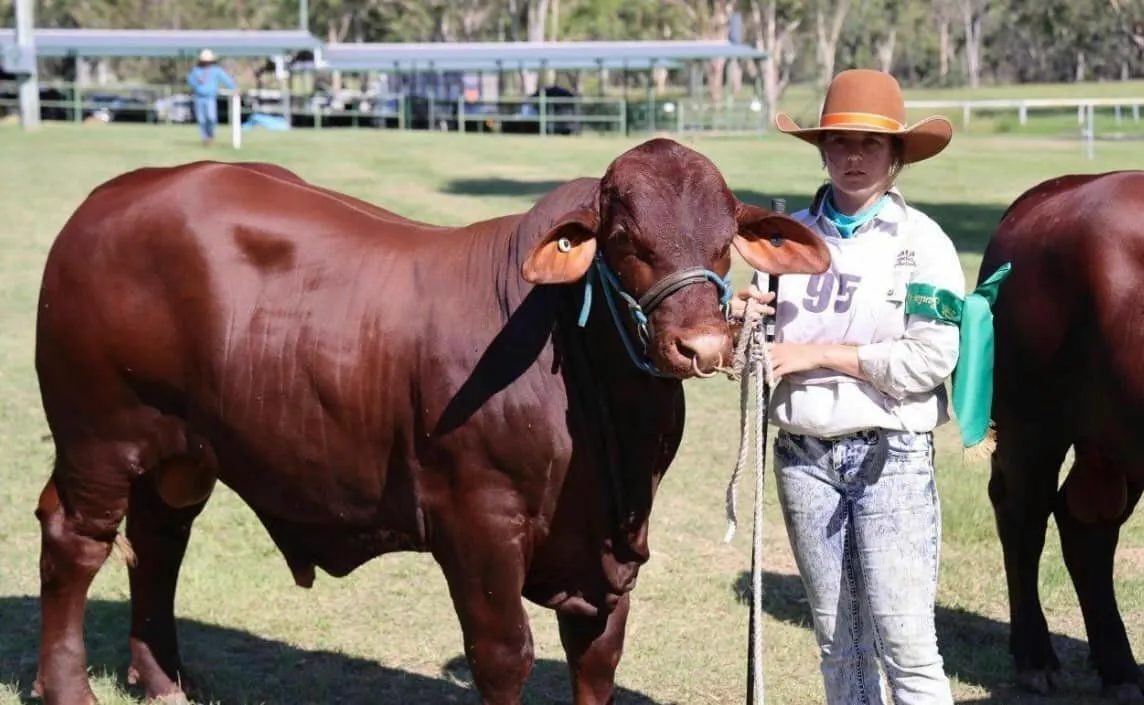 Reserve Champion Male — Yulgilbar Timberland T40