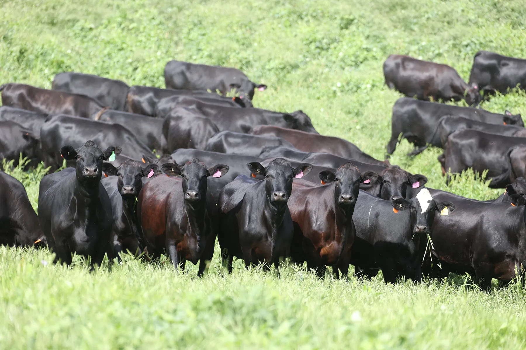 Sangus composite cattle at Yulgilbar Station