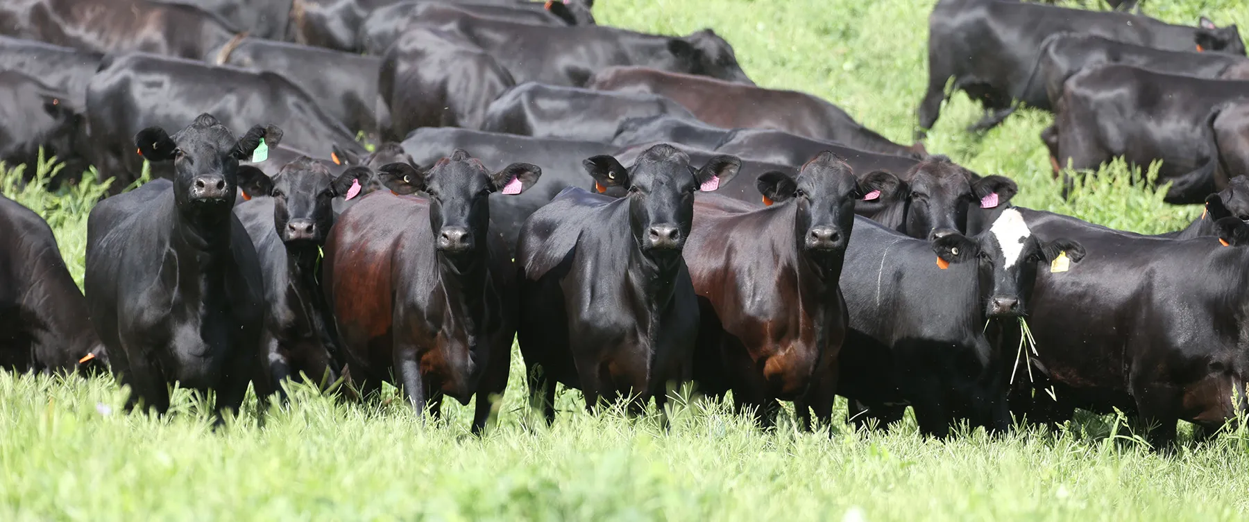 Sangus cattle at Yulgilbar