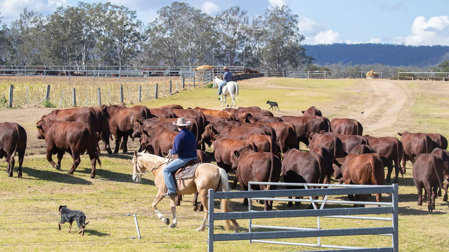 Yulgilbar bull sale