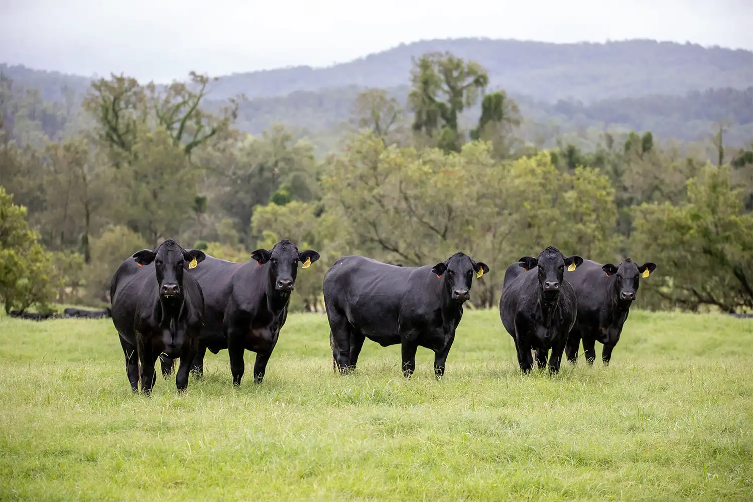 Sangus cattle at Yulgilbar Station