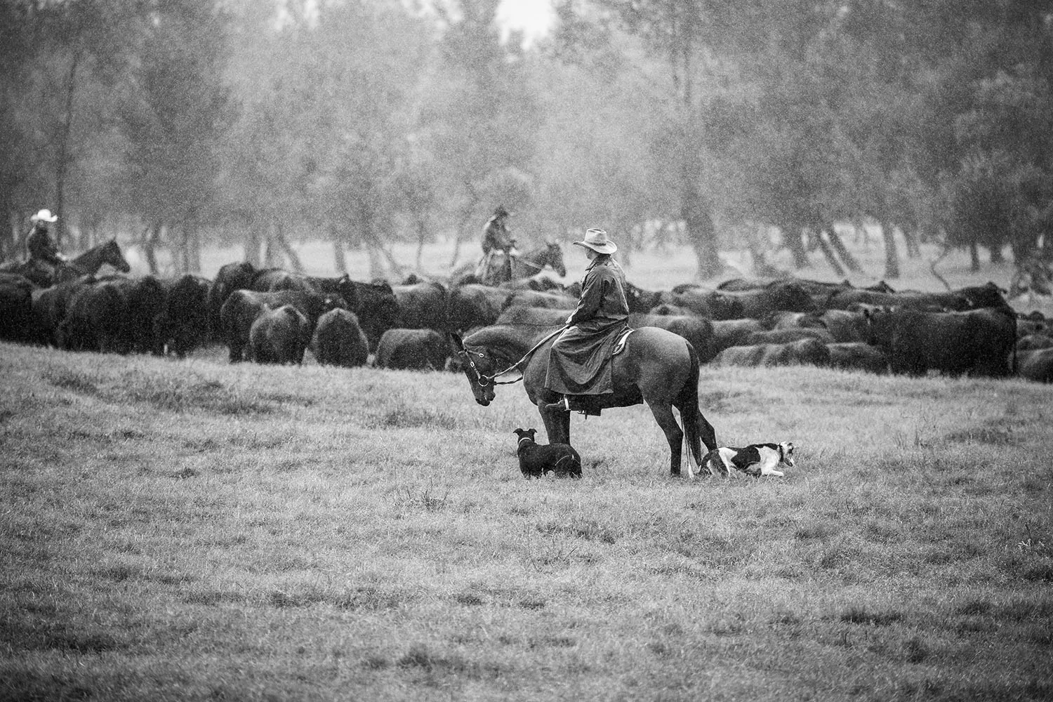 Sangus cattle grazing