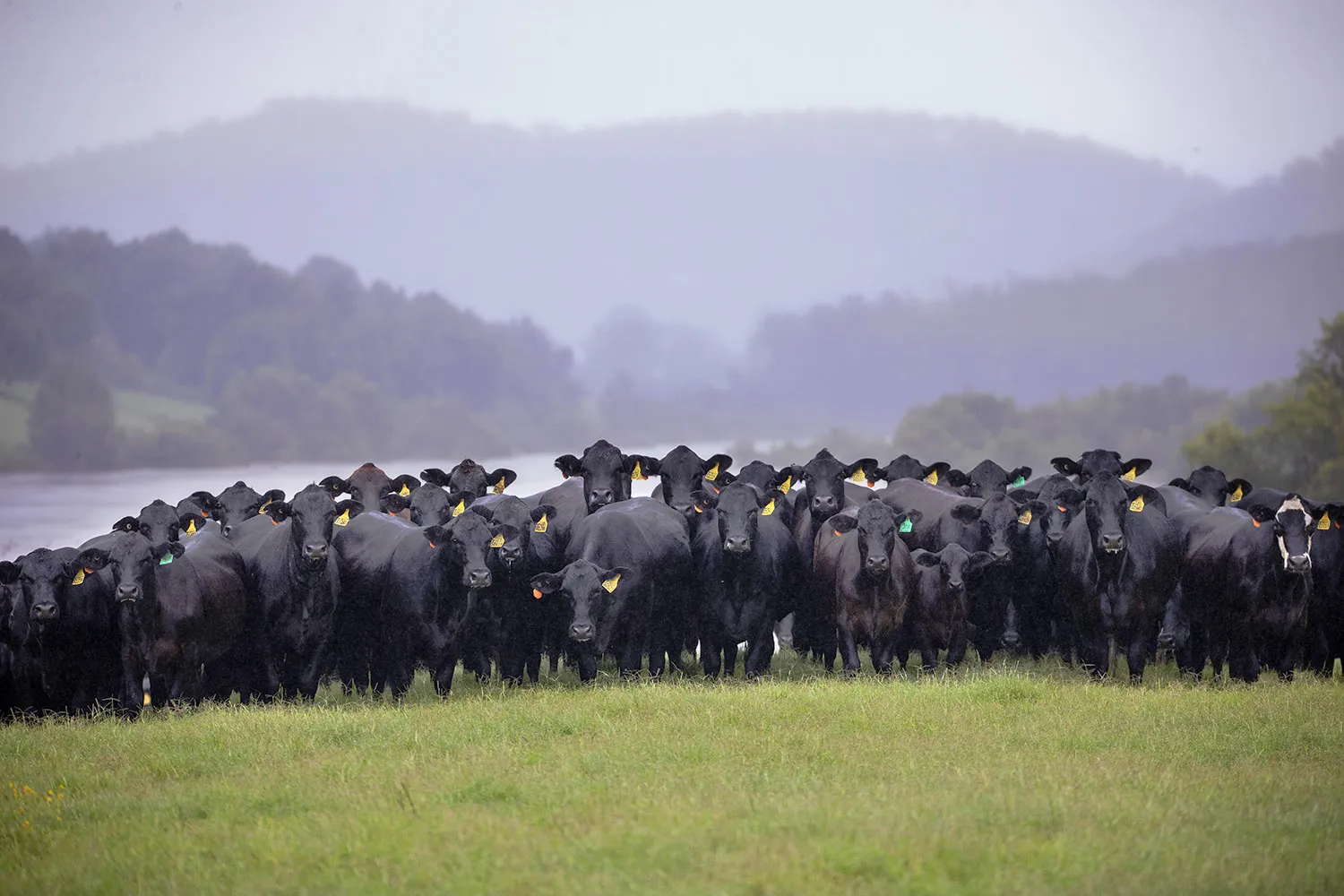 Yulgilbar Santa Gertrudis — Lismore Show