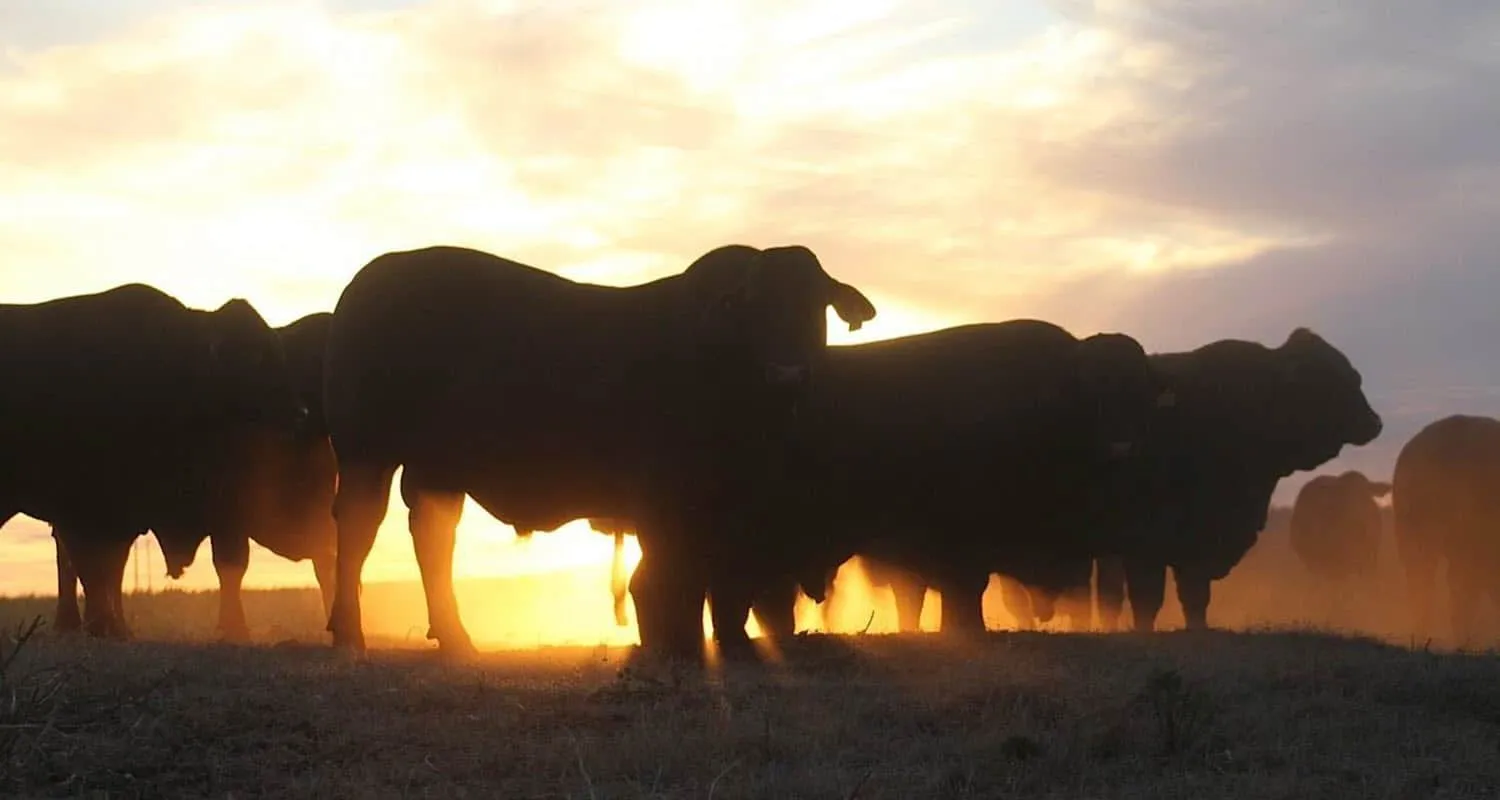 Santa Gertrudis cattle at Yulgilbar in the sunset