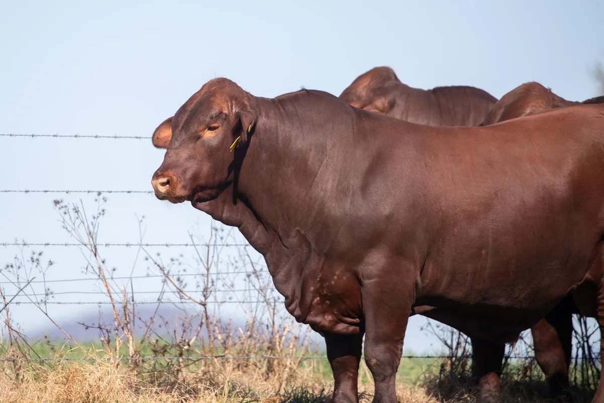 Yulgilbar Santa Gertrudis bull