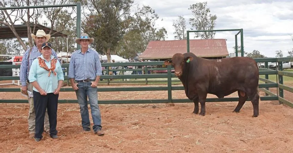 Waco Queenslander (P)