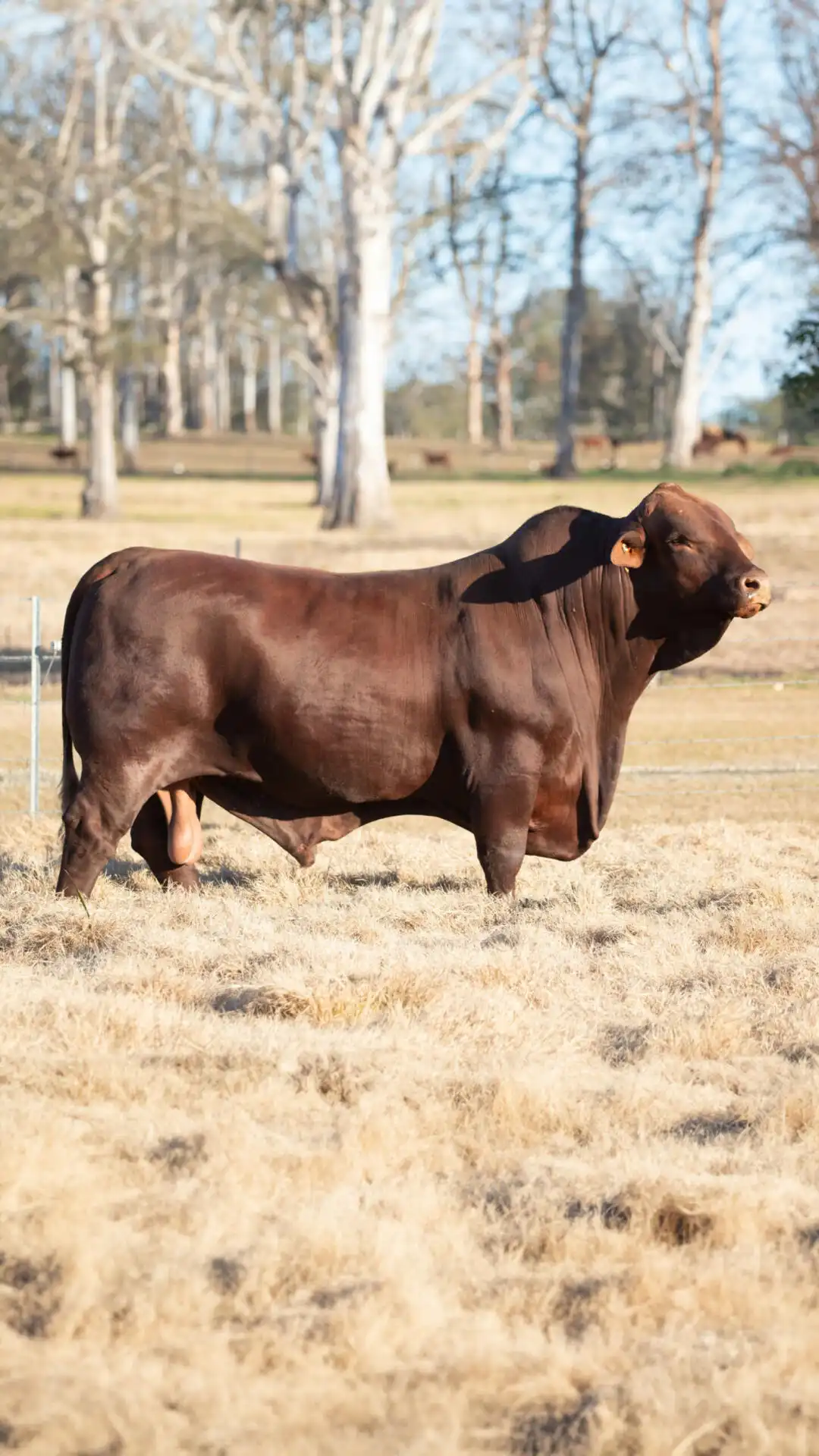 Yulgilbar Patriot, a Santa Gertrudis bull