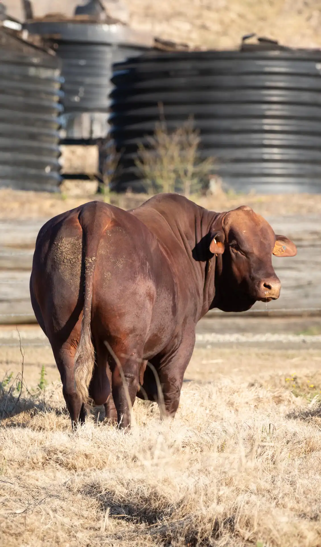 Santa Gertrudis bull at Yulgilbar