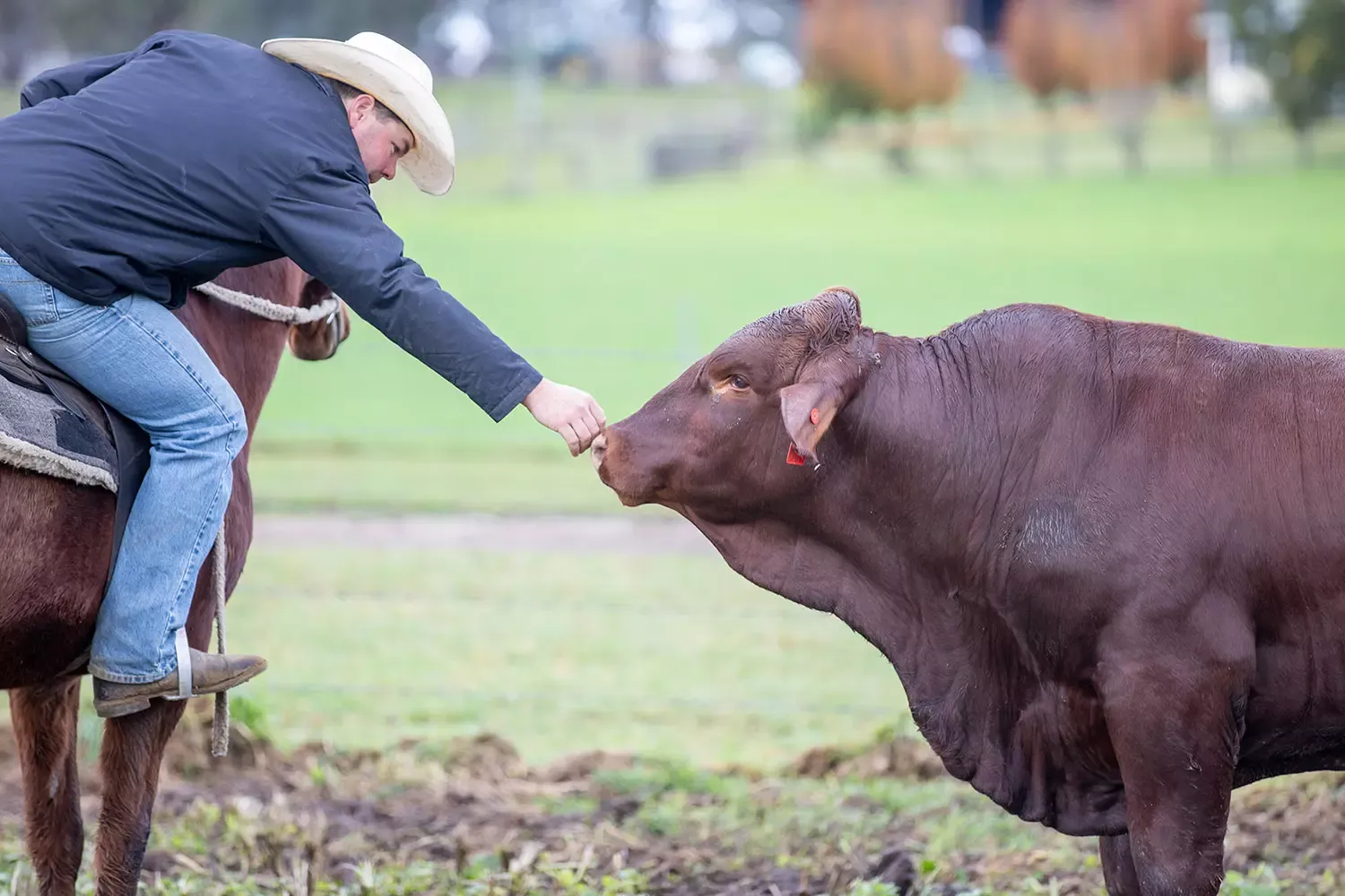 Yulgilbar Santa Gertrudis sale catalogue