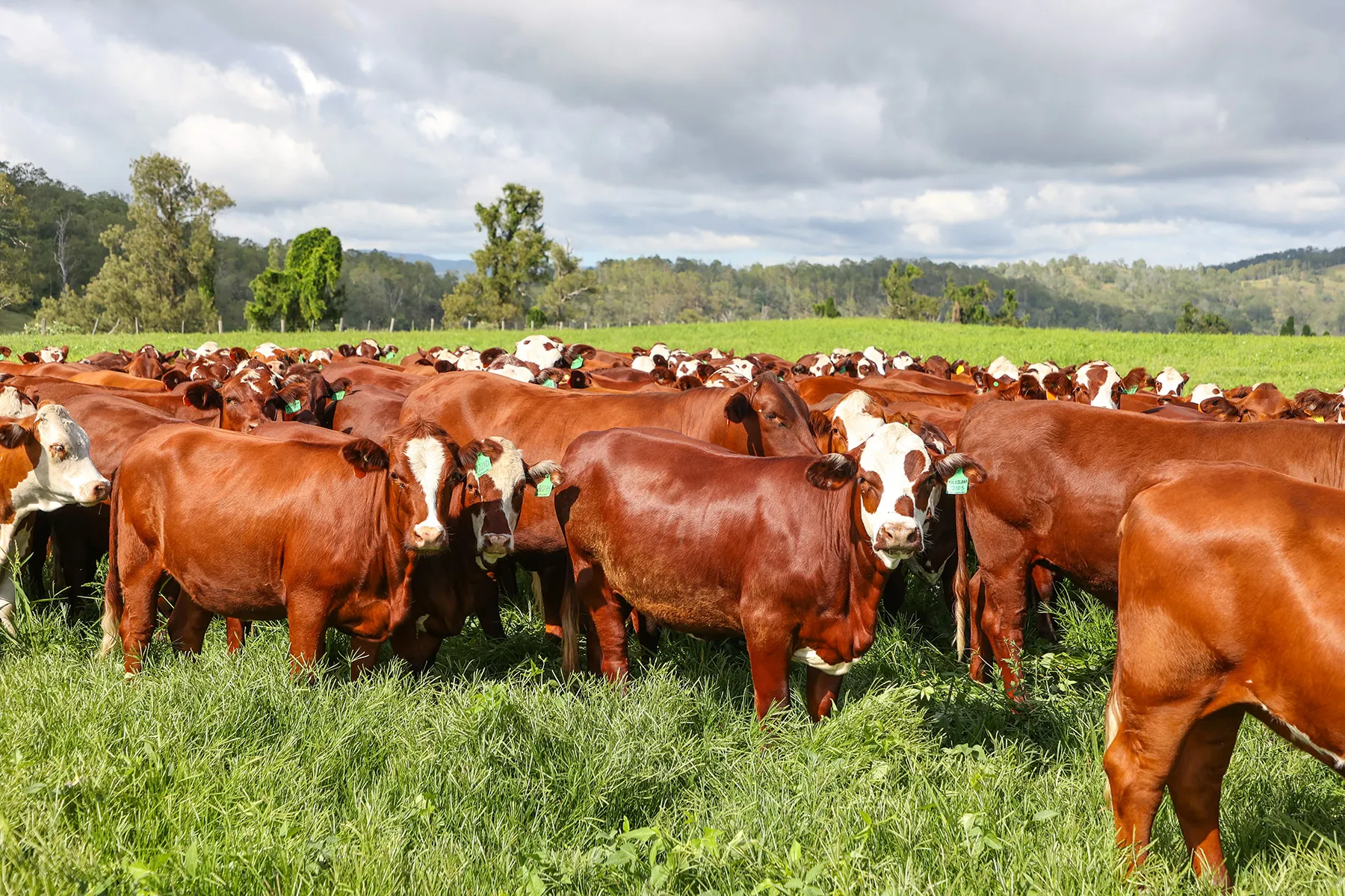 The Yulgilbar herd on the river country