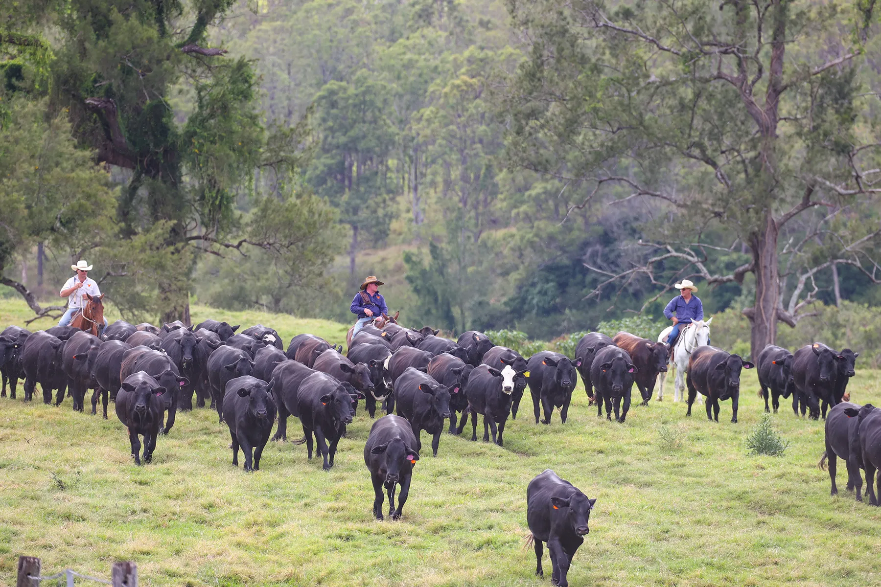 Cattle grazing the river flats at Yulgilbar